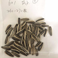 Inner Mongolia Híbrido de semillas de girasol comestibles con cáscara de girasol semillas de girasol